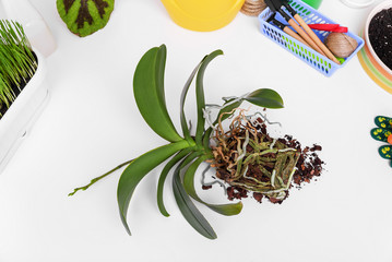 Orchid preparation for transplant.