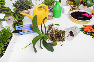 Orchid preparation for transplant.