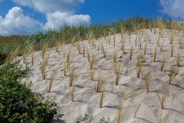 Fototapeta premium Beach and dune grass.