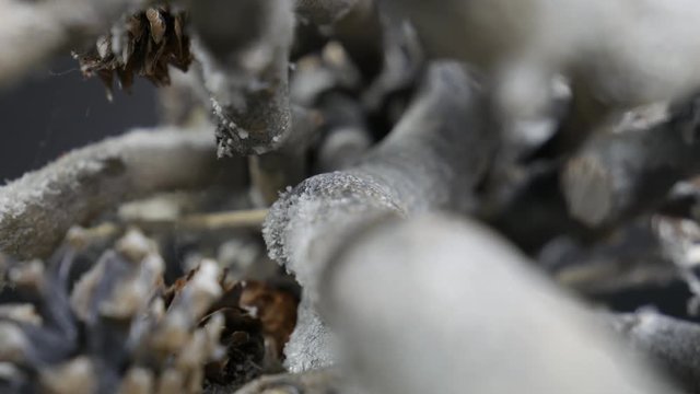 ramas de arbol con nieve y decoraci&oacute;n navide&ntilde;a