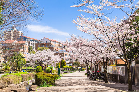 桜が咲く住宅街
