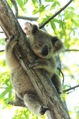 Baby Koala in Eucalyptus Tree © Arthur