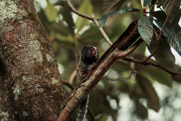 Macaco