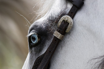 Horse head with bridle in western style closeup