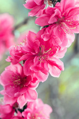 Spring Cherry Flower