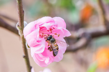 Spring Cherry Flower