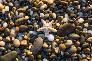 Seashells on the beach