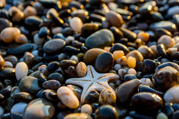 Seashells on the beach