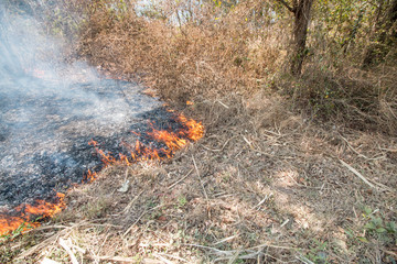 Natural disaster with fire in forest