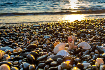 Seashells on the beach
