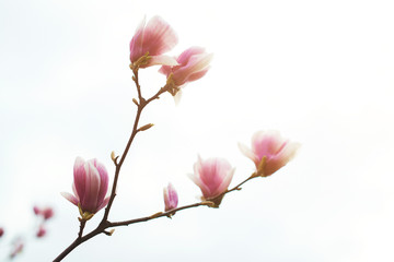 Magnolia flowers in spring time, floral background