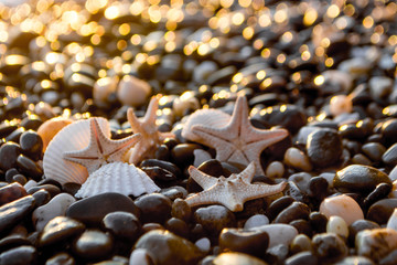 Seashells on the beach