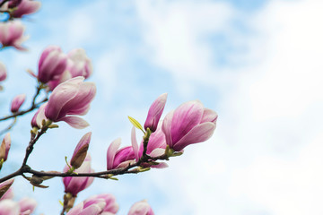 Naklejka na ściany i meble Blossom magnolia flowers on sky backdrop.