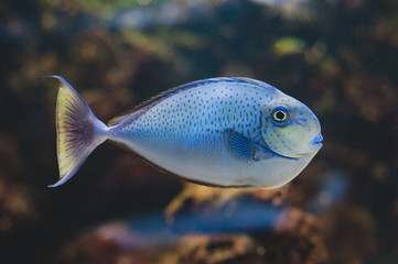 Obraz premium Fish - Acanthurus bariene. Black-spot surgeonfish