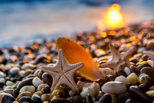 Sea shells at sunset