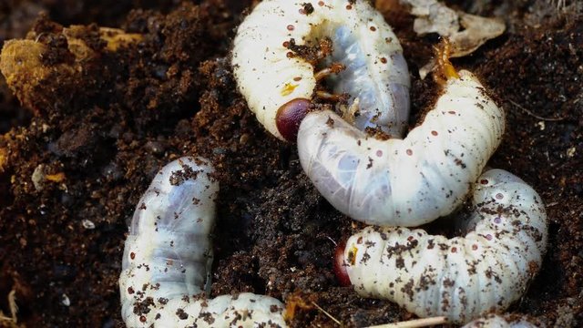 a group of larvae of a bark beetle, rummaging in sawdust trying to hide.