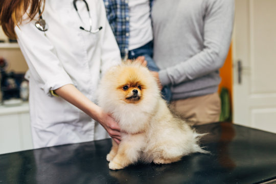 Pomeranian dog at veterinary.