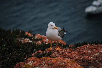Yellow-legged seagulls in Berlenga's island, a natural reserve in Portugal