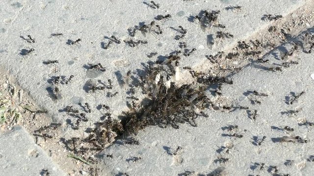 ants crawl out of a crack in concrete