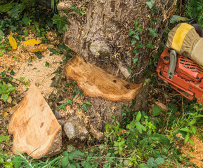 Fälltechnik Fallkerb ist geschnitten und Fällschnitt wird ausgeführt -  Tree cutting