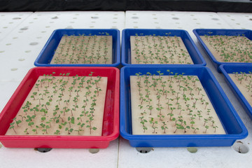 Hydroponics vegetable farm. Fresh hydroponics vegetable farm, Salads vegetable hydroponics farm.