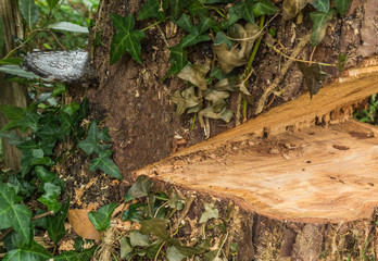 Baumschnitt Fälltechnik der Fällschnitt wird ausgeführt - Tree cutting closeup