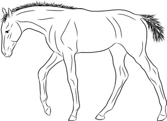A sketch of a little sad foal wandering somewhere.