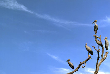 Image of Asian openbill stork on the branch on the sky background