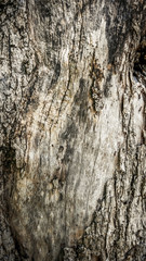 Macro of a bark of olive tree