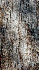 Macro of a bark of olive tree