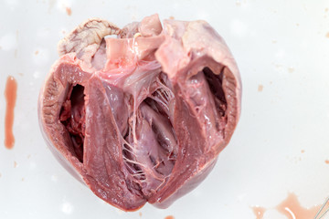 Structure heart of the pig for classroom education.