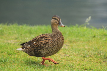 Naklejka na ściany i meble Duck walks on grass with lake in the background
