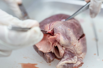 Structure heart of the pig for classroom education.