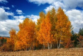 Fototapeta premium autumn day. the picturesque sky above the river
