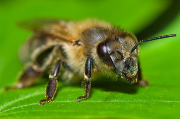Bee