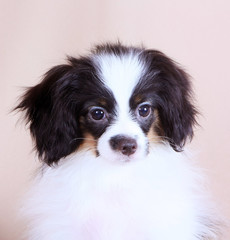 Portrait of a Fallen close-up. Muzzle of a white puppy with hanging black ears. A dog is posing in the studio. Vertical image.