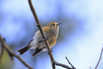 Obraz premium Red flanked bluetail