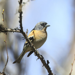 Brambling