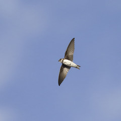 Obraz premium Sand martin