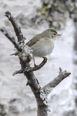 Willow Warbler