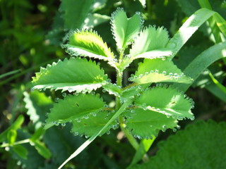 Green young nettle in morning dew