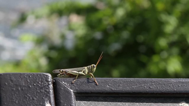 3134 Grasshopper on Protecting Sign Next to River