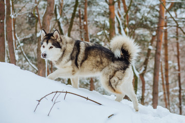 Alaskan malamute husky wolf dog in winter forest outdoor walking on the snow - obrazy, fototapety, plakaty