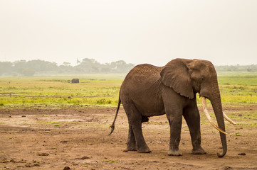 Fototapeta na wymiar Elephant with ears forward in the savannah of Amboseli Park in Kenya