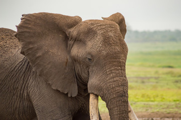 Elephant with ears forward in the savannah of Amboseli Park in Kenya