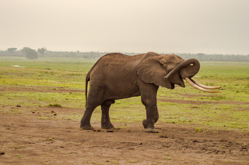 Fototapeta premium Isolated Elephant hiding her eyes with her trunk in the savannah of Amboseli Park in Kenya