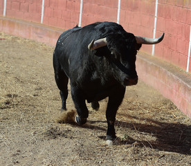 bull in spain
