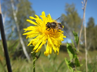 A bee on a bright summer flower