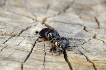 A rhinoceros beetle on a cut of a tree stump. A pair of rhinoceros beetles