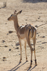 Impala on the savanna